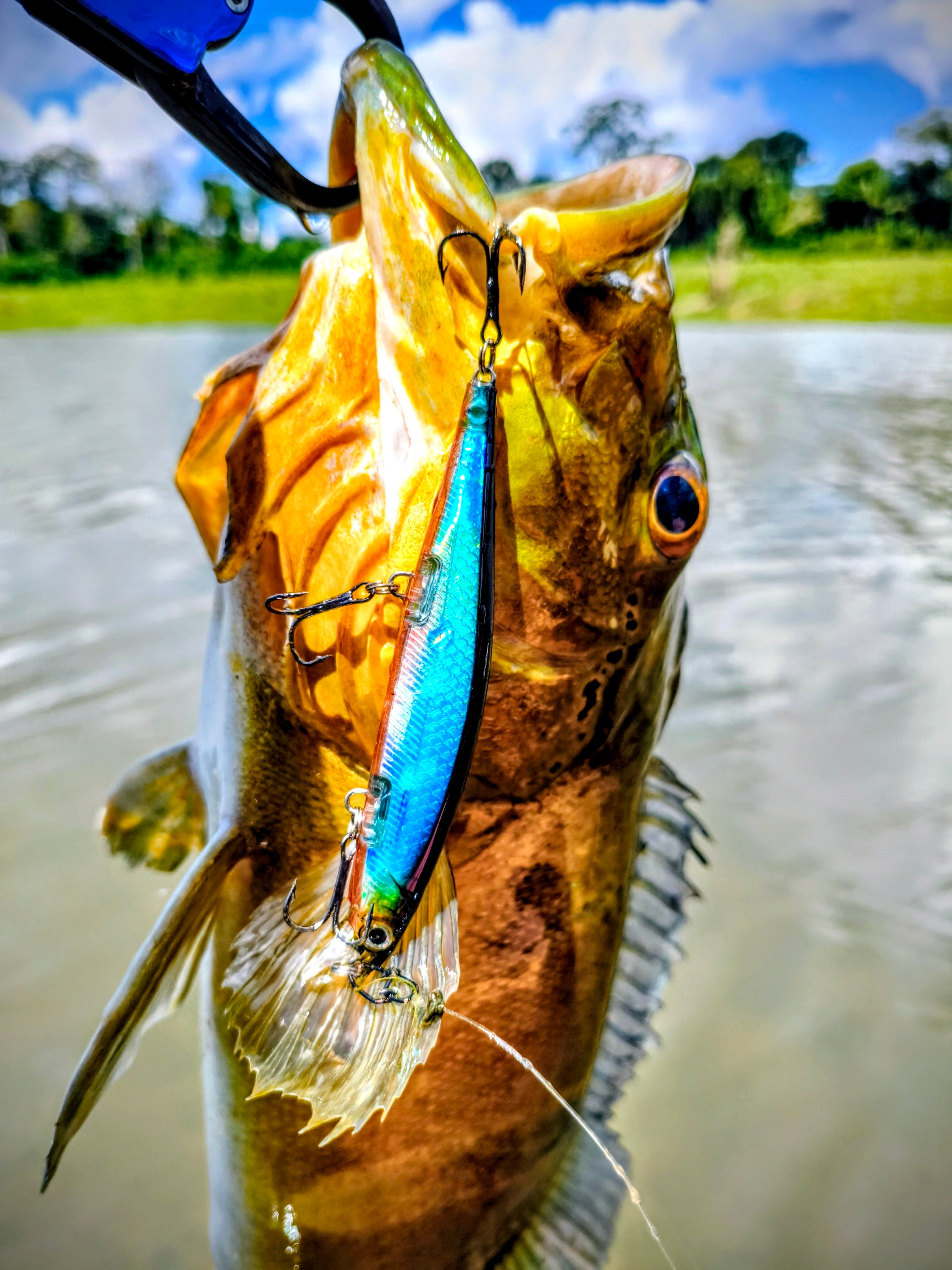 Peixe fisgado com isca Arpex